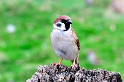 麻雀一直來|【麻雀祕密】麻雀真的變少了？「害鳥」其實是誤會？成群結隊卻。